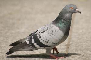 pigeon9